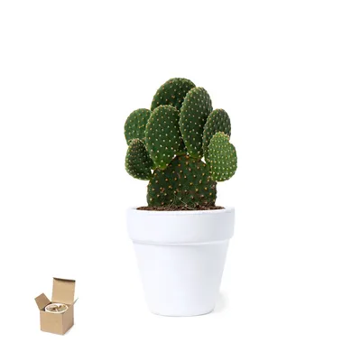 Producto personalizable Maceta Konte