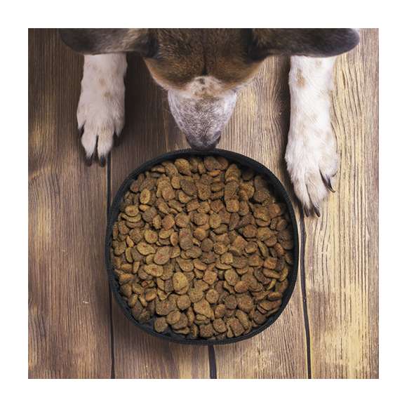 Bowl plegable para mascotas de 1,3l de capacidad, con exterior en resistente papel reciclado laminado de 270g/m2. Interior en poliéster RPET, elaborado a partir de plástico reciclado, para así fomentar la reutilización de residuos plásticos y ayudar a la sostenibilidad del planeta. Apto para sólidos y líquidos.