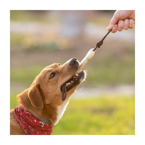 Mordedor para mascotas, con hueso fabricado en resistente material TPR, seguro e inofensivo para la mascota. Cordón en resistente poliéster.