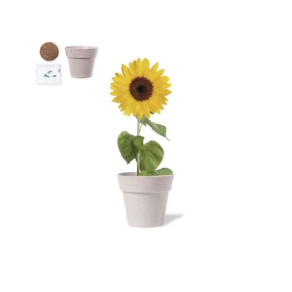 Maceta de línea nature con semillas de girasol. Macetero biodegradable, con 5-8 semillas y pastilla con sustrato de crecimiento. Presentación en caja individual kraft.