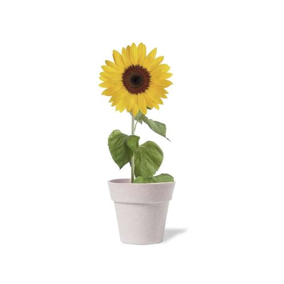 Maceta de línea nature con semillas de girasol. Macetero biodegradable, con 5-8 semillas y pastilla con sustrato de crecimiento. Presentación en caja individual kraft.