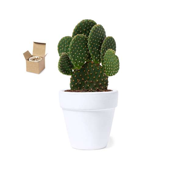 Maceta de línea nature con semillas de cactus. Macetero en terracota blanca y bolsita de sustrato de crecimiento. Presentación en caja individual kraft.