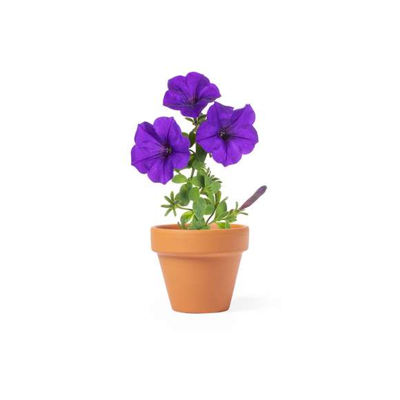  	Maceta con flores de petunia. Incluye macetero fabricado en resistente terracota con agujero de drenaje + 5-8 semillas de petunia, con bolsita de sustrato para un correcto crecimiento. Disponible manual de instrucciones en español e inglés.