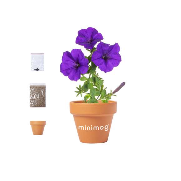  	Maceta con flores de petunia. Incluye macetero fabricado en resistente terracota con agujero de drenaje + 5-8 semillas de petunia, con bolsita de sustrato para un correcto crecimiento. Disponible manual de instrucciones en español e inglés.