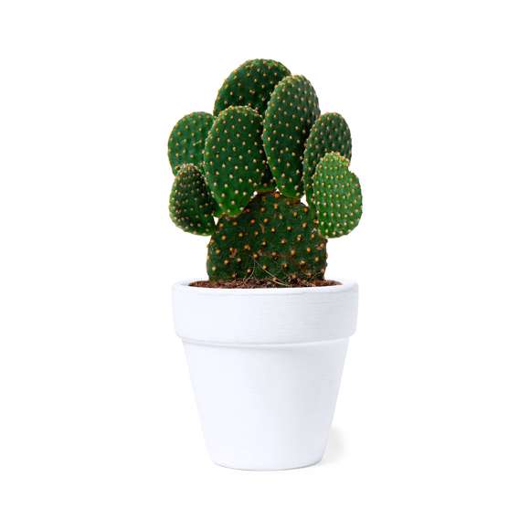 Maceta de línea nature con semillas de cactus. Macetero en terracota blanca y bolsita de sustrato de crecimiento. Presentación en caja individual kraft.