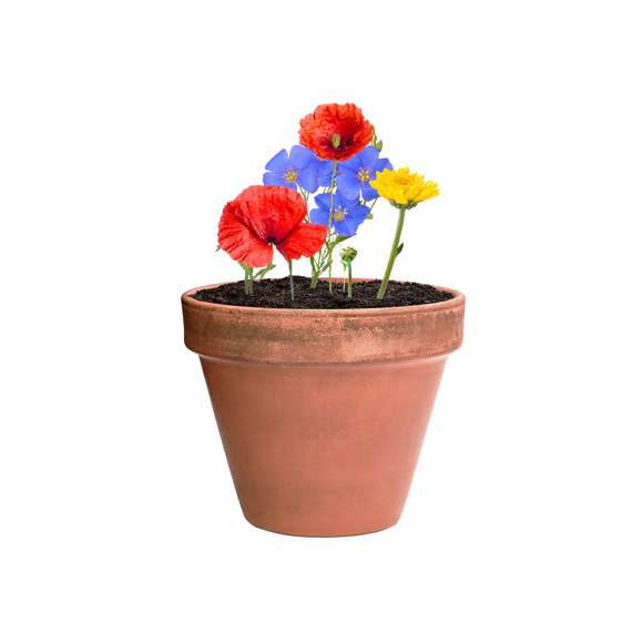 Bombón de semillas, presentado en estuche de cartón reciclado con instrucciones de plantado y distintivo Made in Europe. Flores silvestres en colores surtidos.