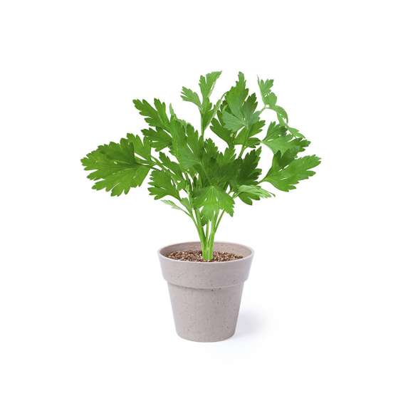 Set de 2 macetas con semillas de menta y perejil en macetero de línea nature. Con bolsita de sustrato de crecimiento.