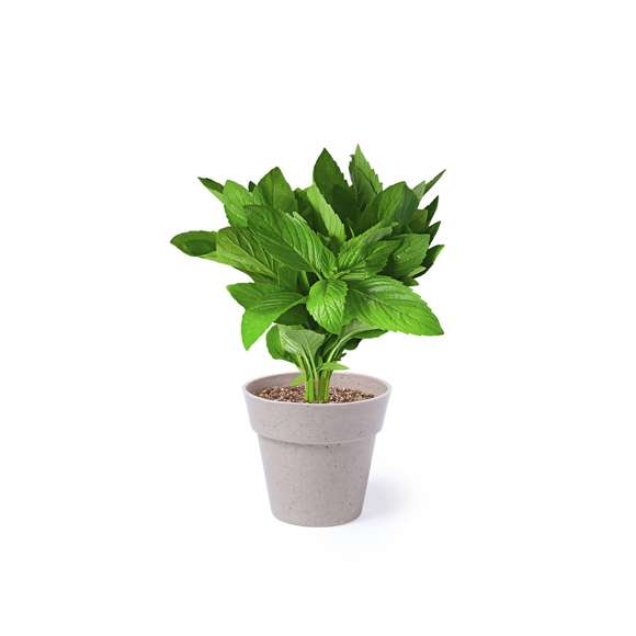 Set de 2 macetas con semillas de menta y perejil en macetero de línea nature. Con bolsita de sustrato de crecimiento.