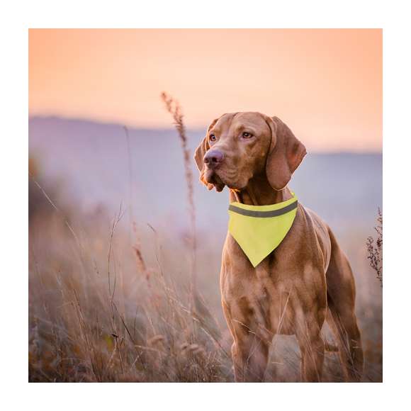 Collar bandana reflectante para mascota en resistente y suave poliéster de alta visibilidad. Con banda reflectante, cinta ajustable de cierre de clic y accesorio metálico para cinta de paseo.